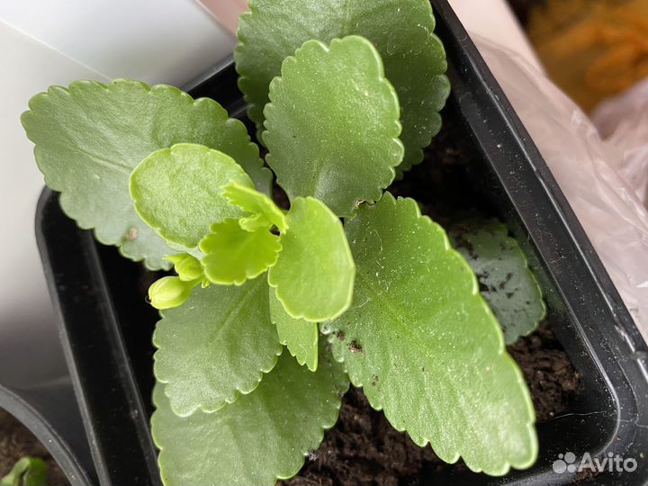 Каланхоэ белый