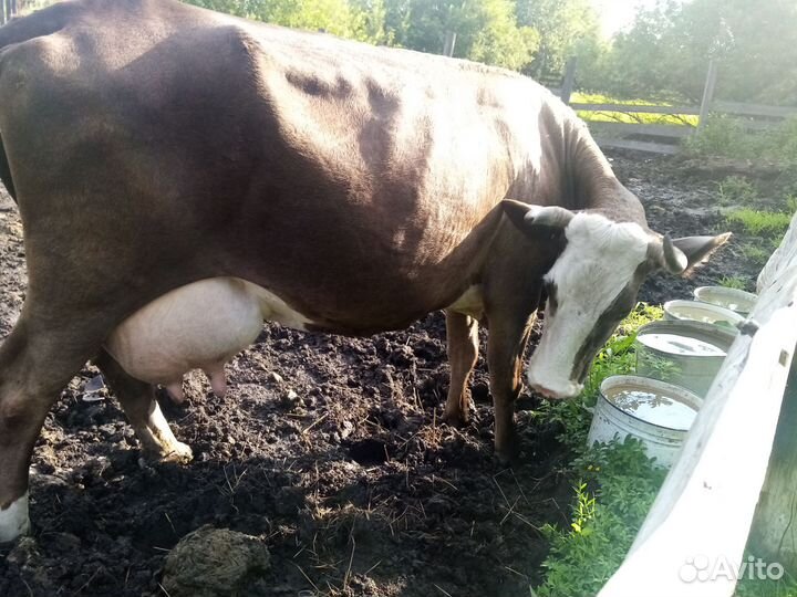 Корова 8 лет