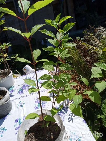 Гортензия метельчатая Фантом