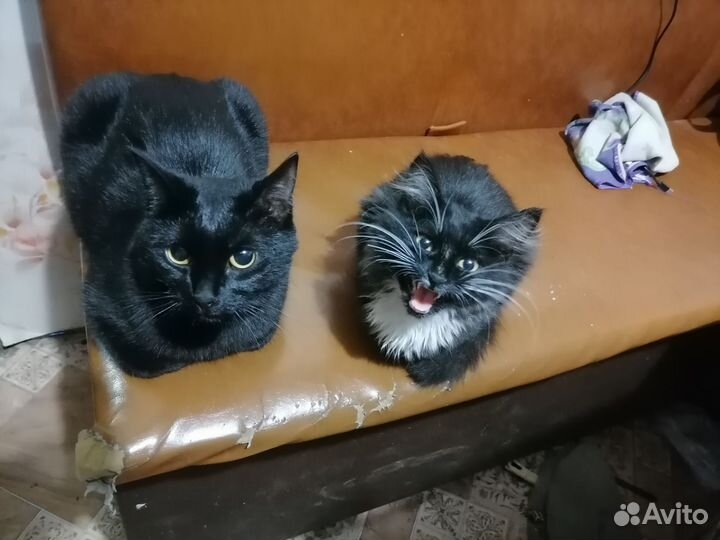 Котенок в очень добрые руки