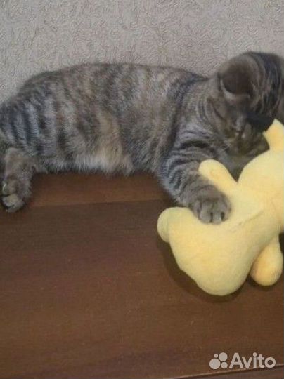 Уход за животными