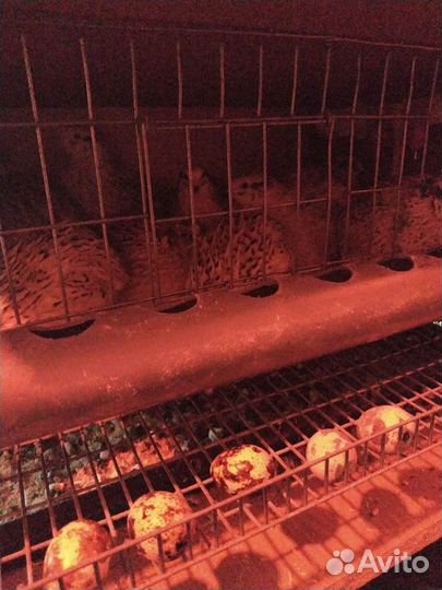 Яйца перепелиные домашние