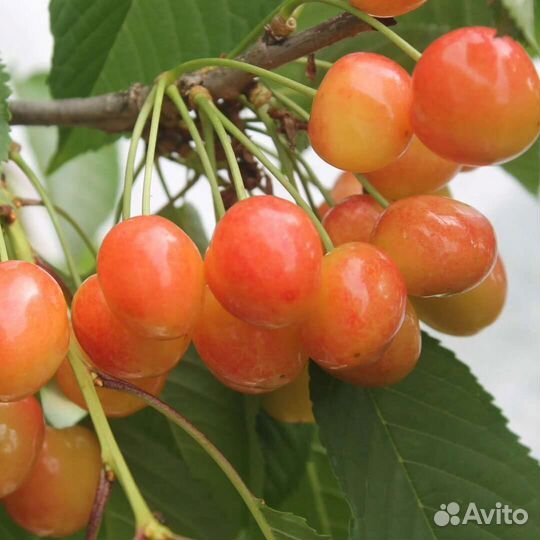 Грецкий орех