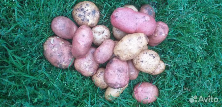 Продам домашний картофель