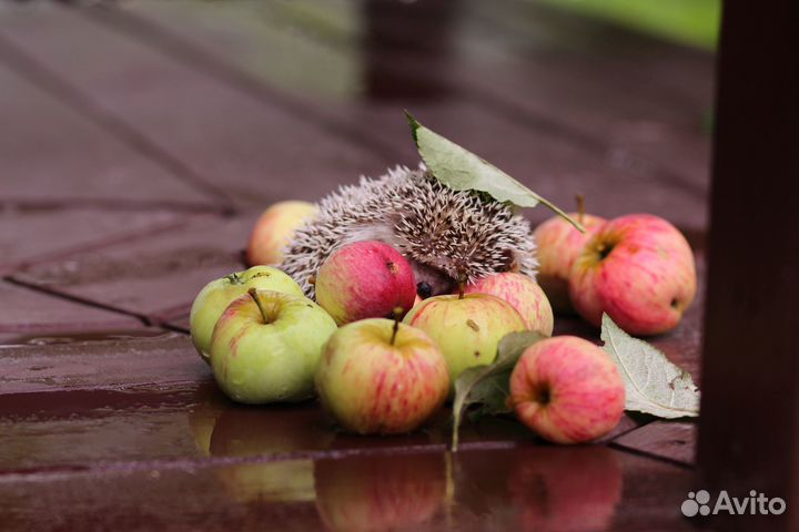 Карликовый африканский ежик