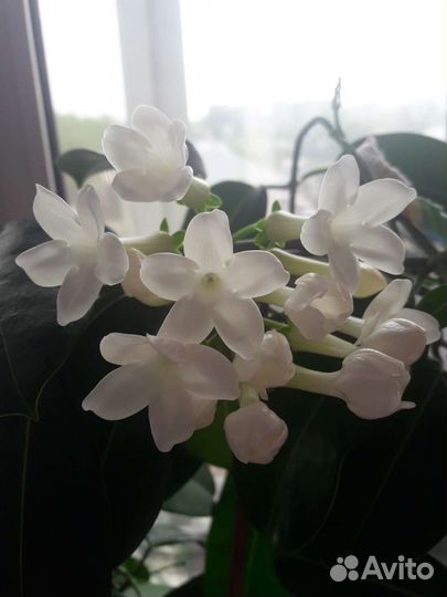 Стефанотис