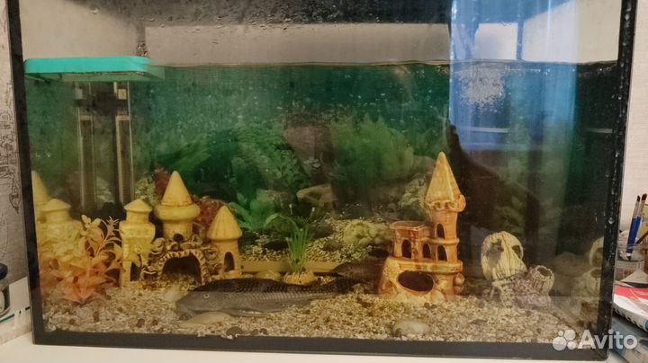 Аквариум