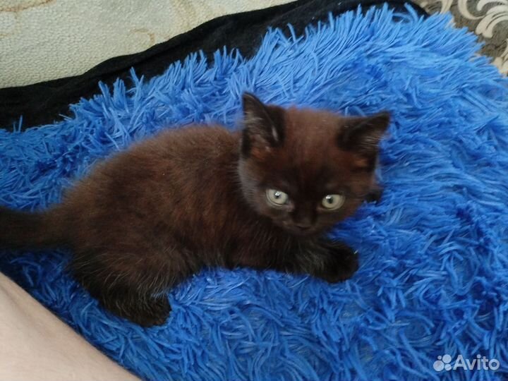 Котенок бесплатно