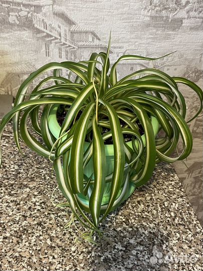 Хлорофитум кудрявый Бонни