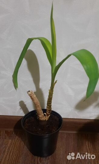 Пальма юкка