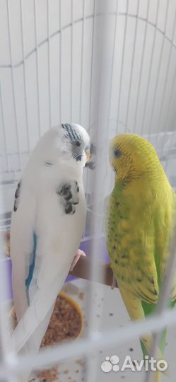 Волнистые попугайчики, пара