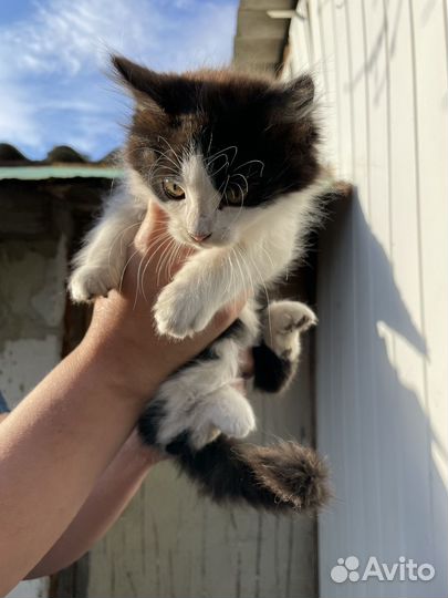 Замечательные котята