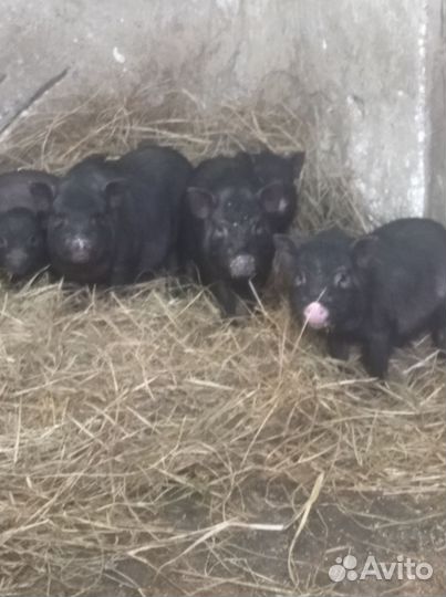 Вьетнамские поросята