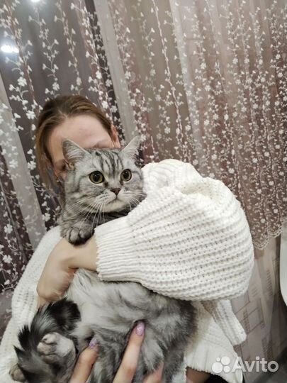 Кошки в добрые руки