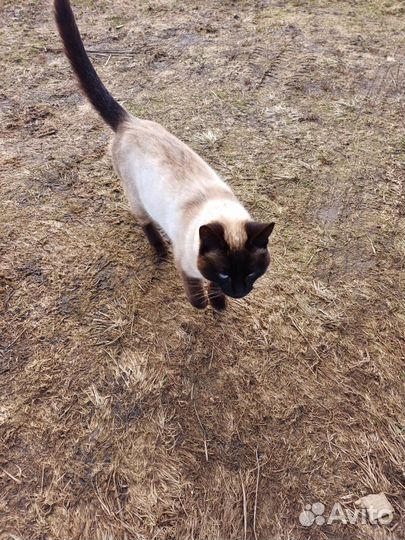 Сиамские котята