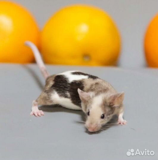 Декоративная мышь & крыса