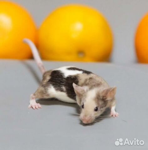 Декоративная мышь & крыса