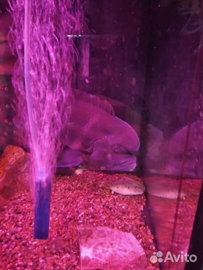 Рыба фронтоза