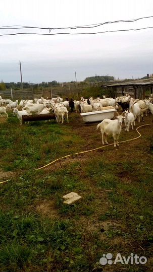 Козы на мясо