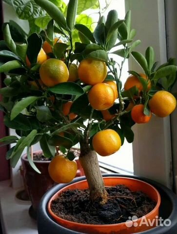 Мандариновое дерево