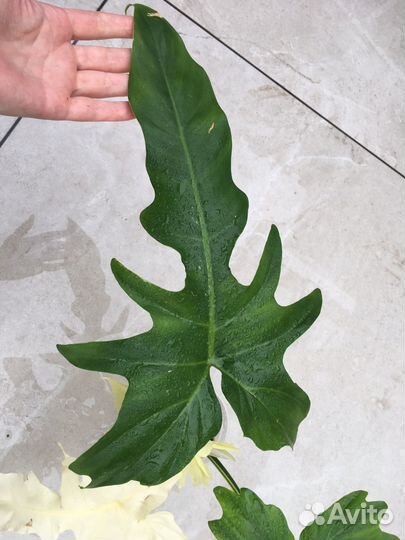 Филодендрон золотой дракон