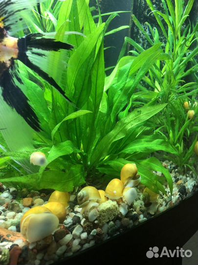 Желтые ампулярии