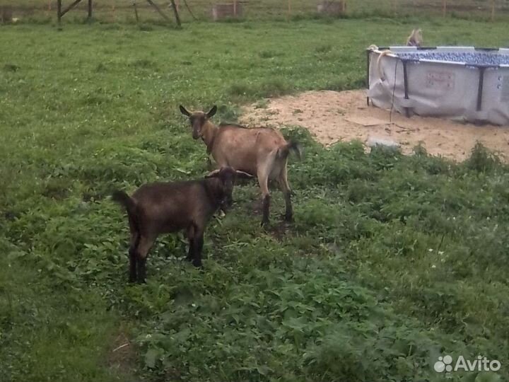 Чешский козел