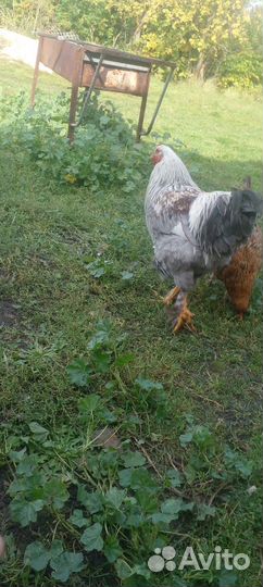 Продам Петухов смешно с брама с домашними курами