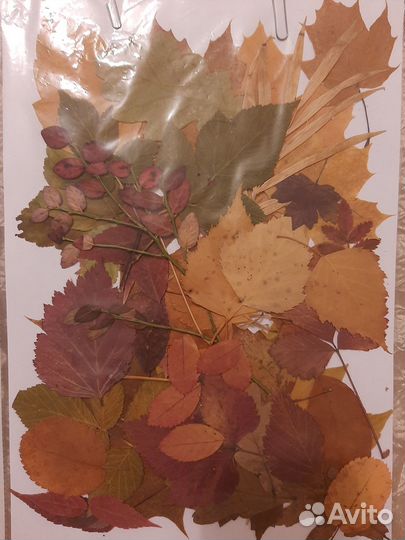 Гербарий, цветы, листья, сухоцвет плоский