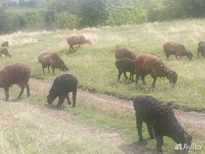 Эдельбаевские ягнята
