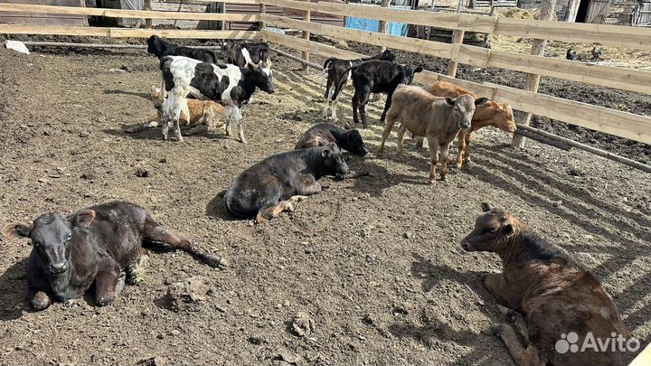 Телки 3 месяца
