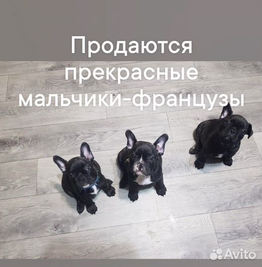 Французский бульдог щенки