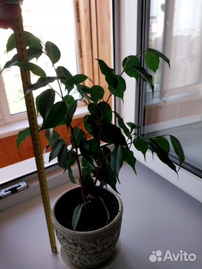 Фикус бенджамина