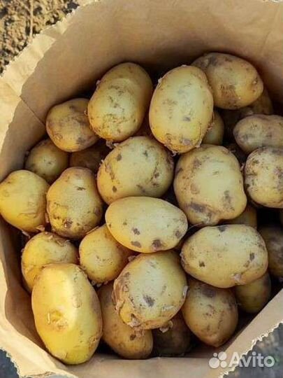 Картофель ранний урожай 2023