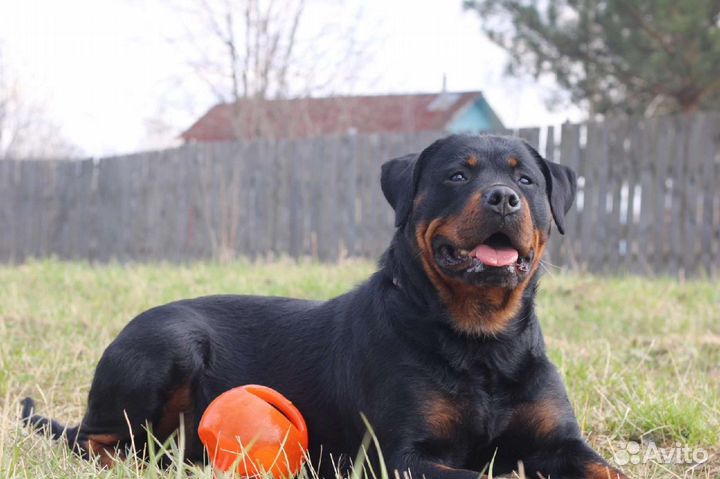 Щенки ротвейлера