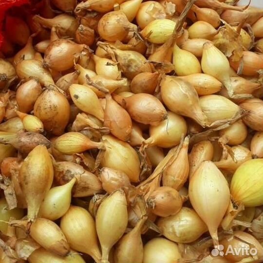 Лук севок Оптом