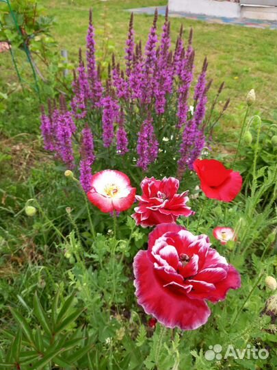 Мак (рассада) декоративный однолетка и многолетка