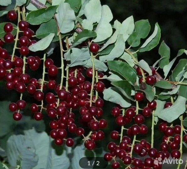 Жасмин,черемуха красная,барбарис,клубника