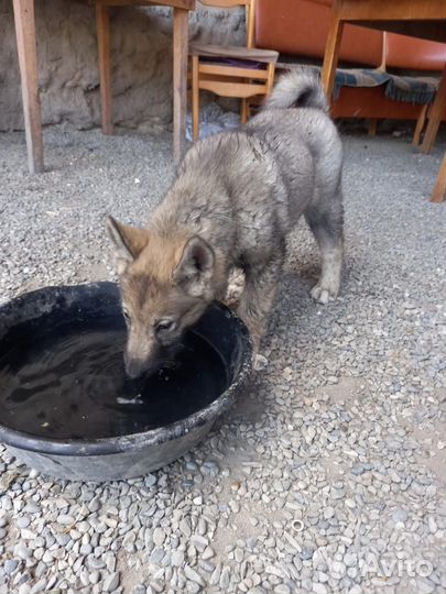 Щенки западно сибирской лайки