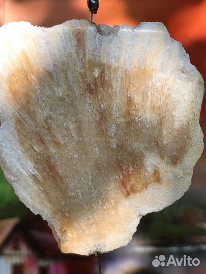 Мобиль из окаменелых обитателей морского дна