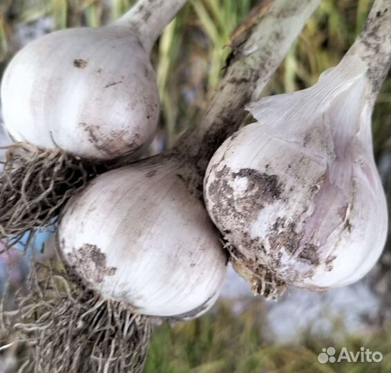 Помидоры, Клубника ремонт рассада, чеснок