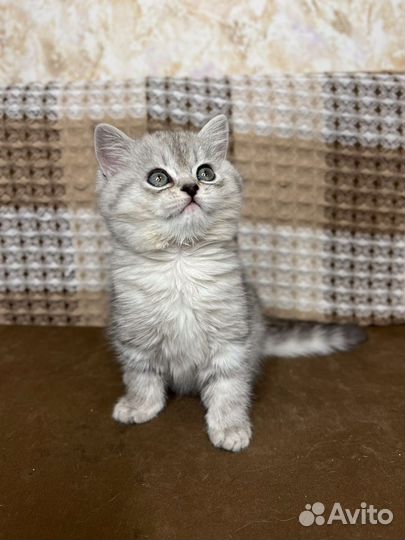 Шотландские котята
