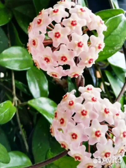 Хойя Карноза, Альтернантера, Алоказия Зебрина и др