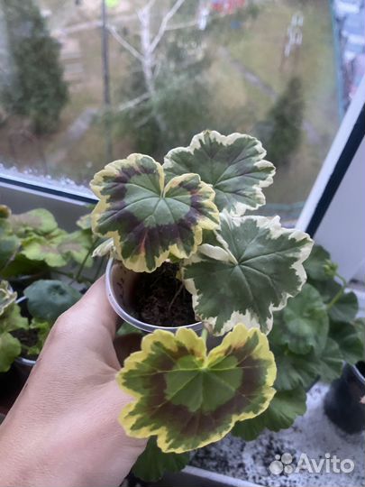 Укорененные черенки пестролистных пеларгоний