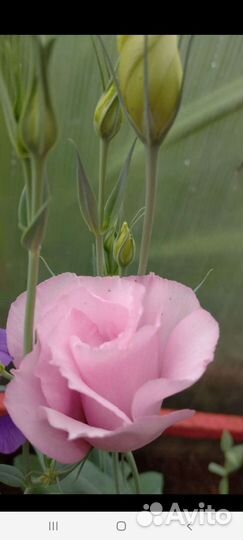 Эустома рассада