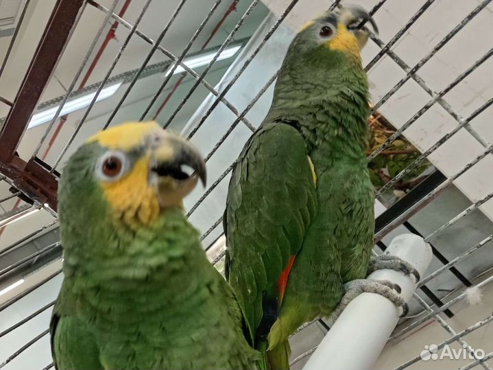 Венесуэльский амазон