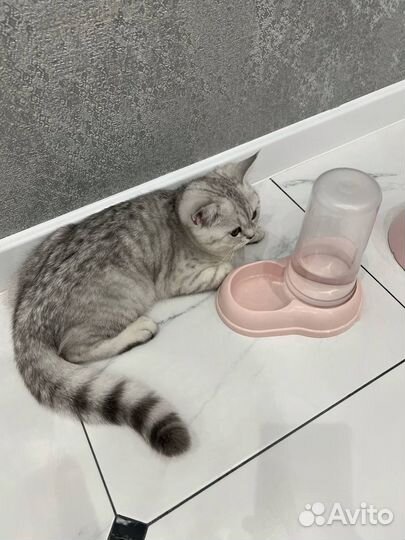 Британская серебристая шиншилла