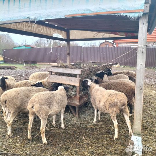 Овцы бараны