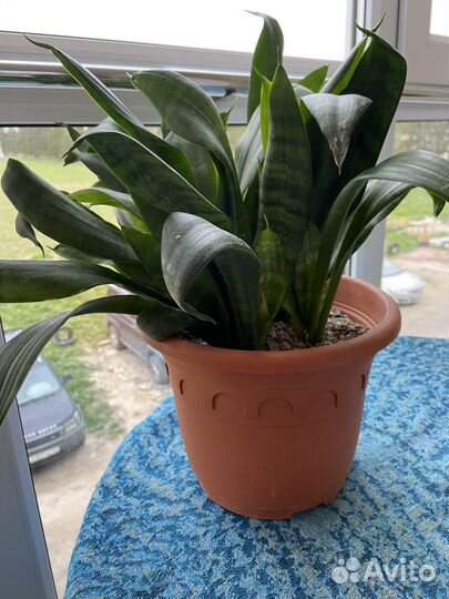 Сансевиерия