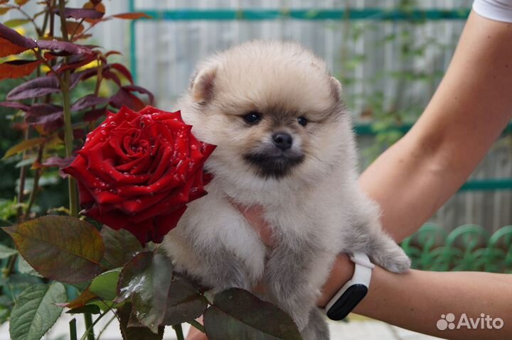 Пушистое чудо- мальчик